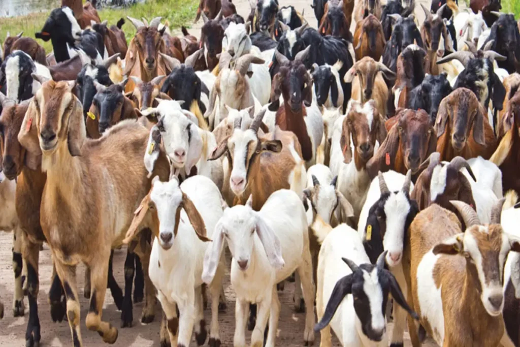 Goat Rearing Scheme