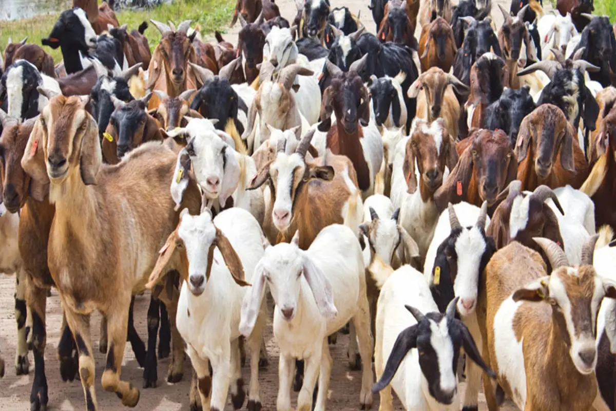 Goat Rearing Scheme